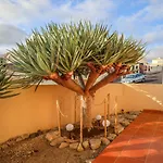 O Dragoeiro Da Madalena! Porto Santo