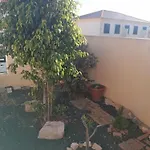 O Dragoeiro Da Madalena! * Porto Santo