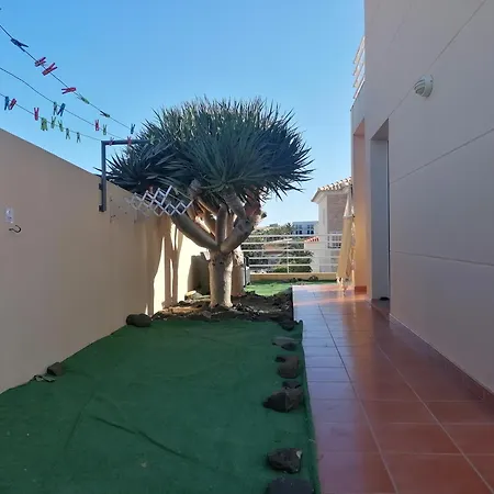 O Dragoeiro Da Madalena!