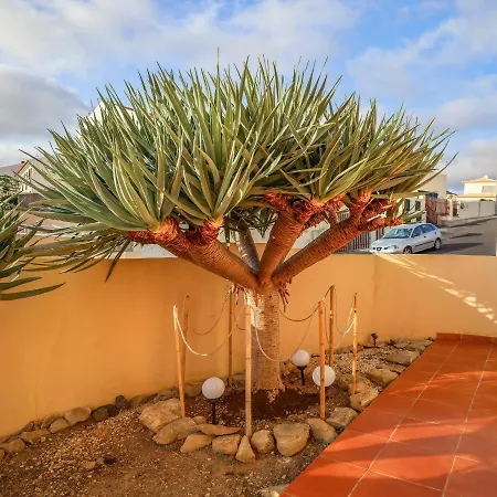 O Dragoeiro Da Madalena! Porto Santo