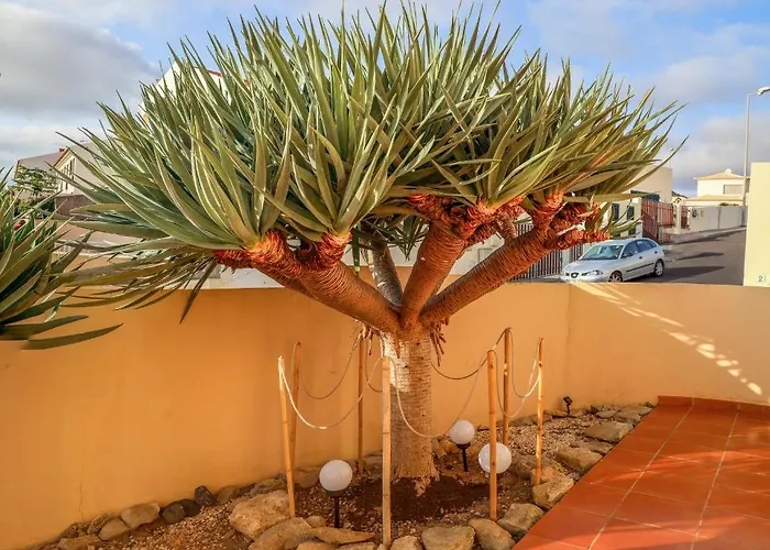 O Dragoeiro Da Madalena! Porto Santo