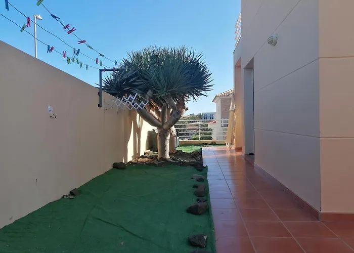 O Dragoeiro Da Madalena!